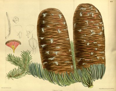 Abies magnifica, Pinaceae door J.N. Fitch